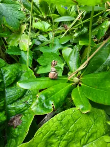 Jacquelien 09 Slak klimt op steeltje